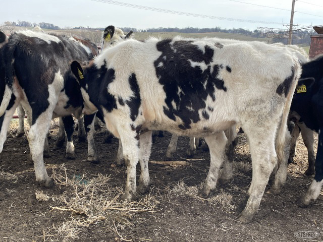 (11) Holstein heifers